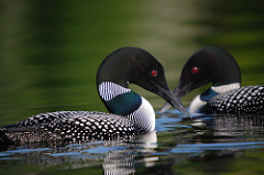 loons loons
