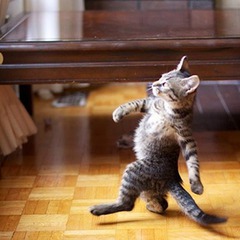 strutting strutting
