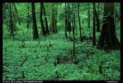 undergrowth undergrowth