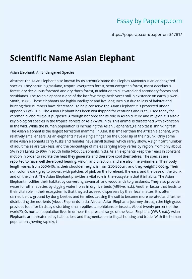 Scientific Name Asian Elephant