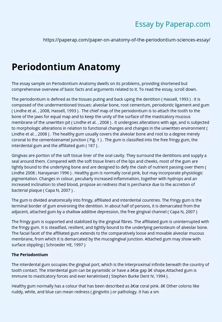 Essay Sample on Periodontium Anatomy