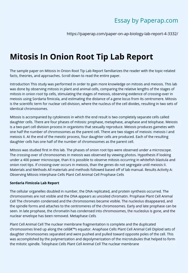 Mitosis In Onion Root Tip Lab Report