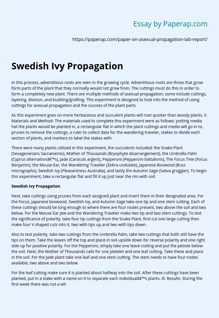 Swedish Ivy Propagation