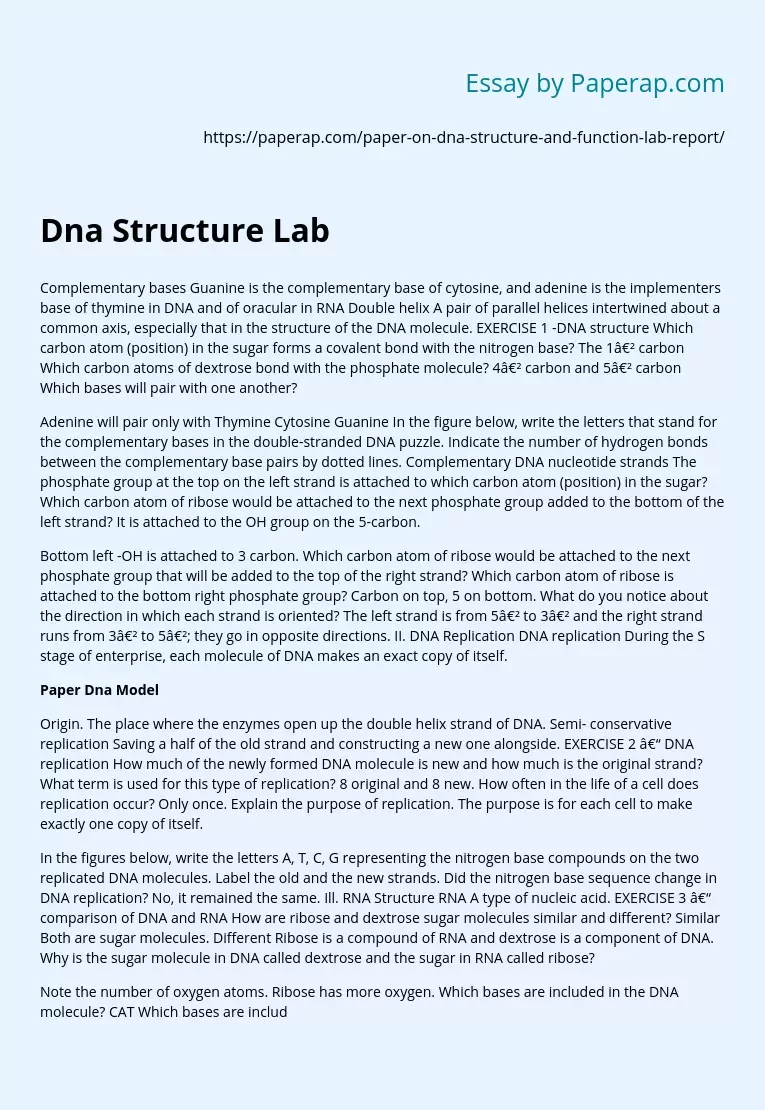 Dna Structure Lab