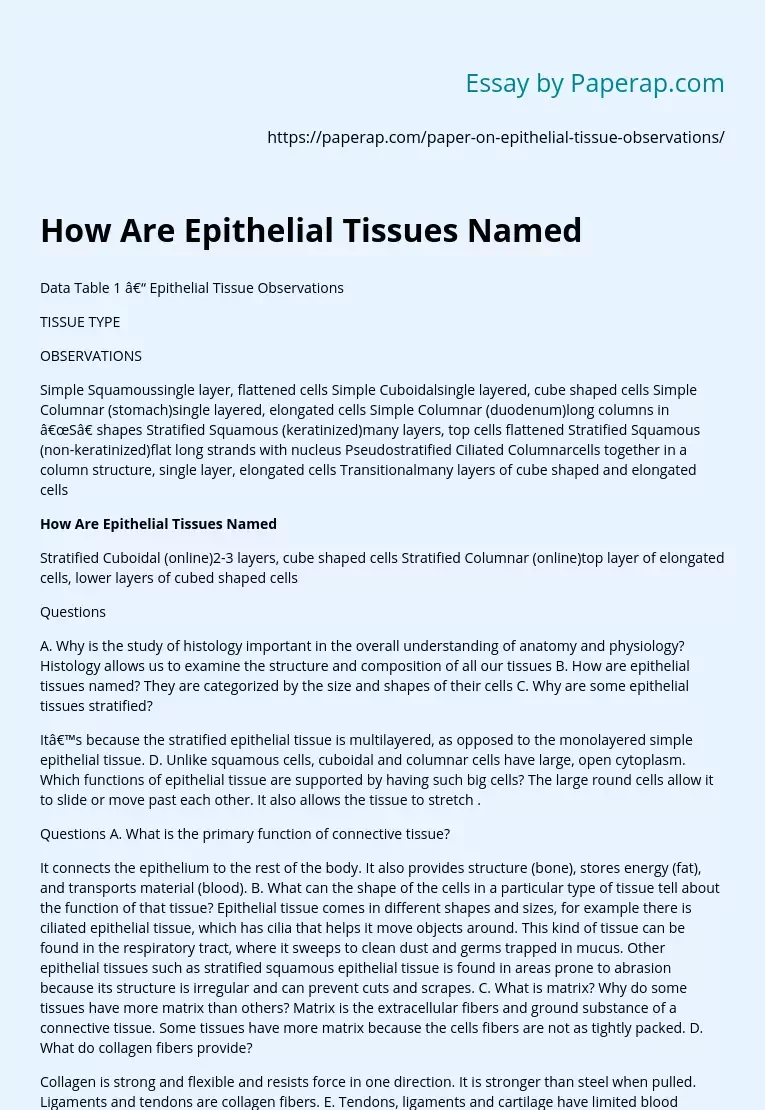 How Are Epithelial Tissues Named