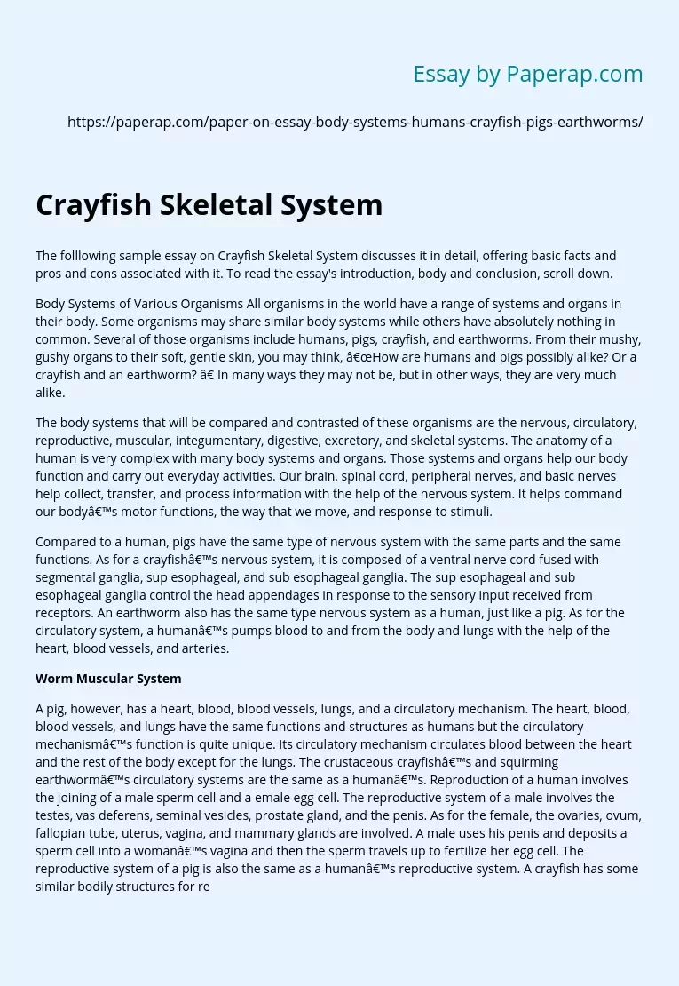Crayfish Skeletal System