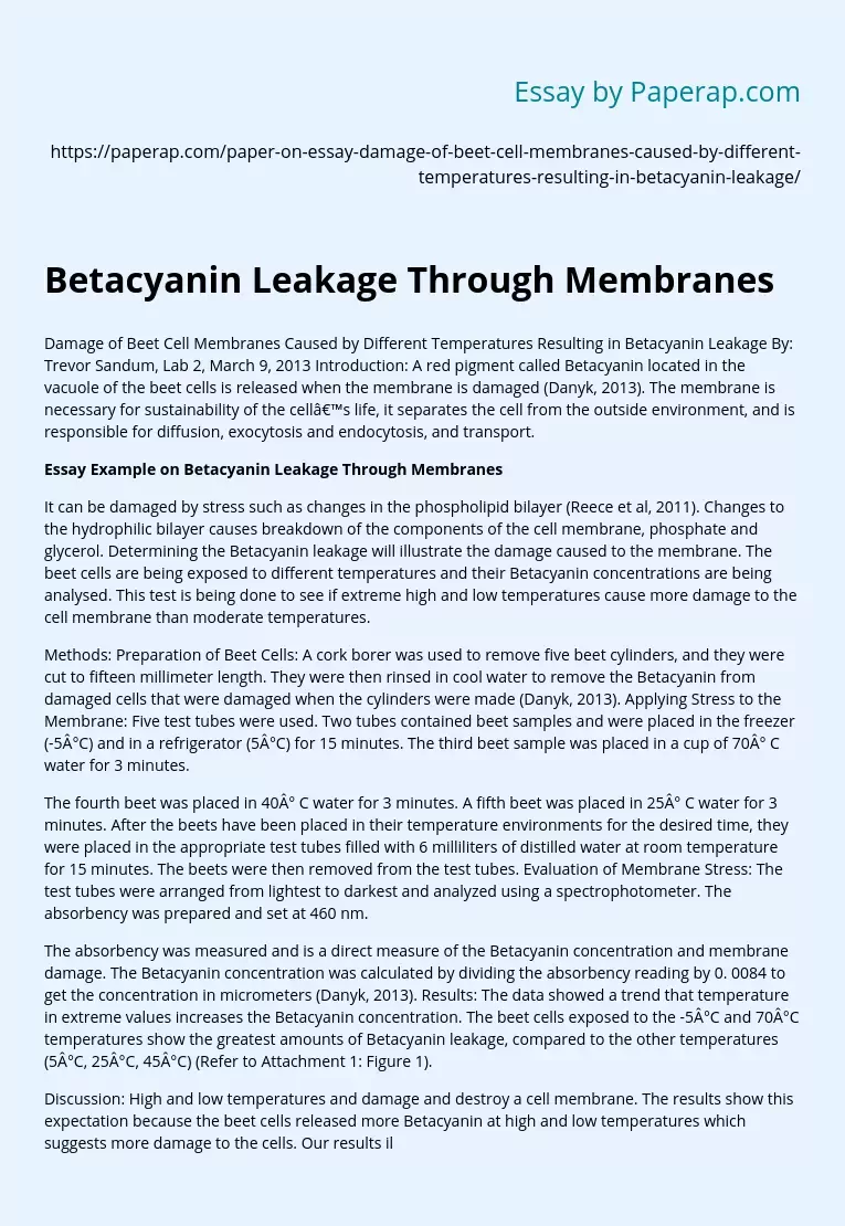 Betacyanin Leakage Through Membranes