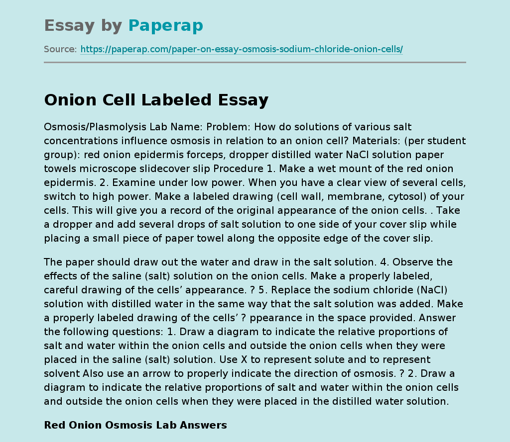 Onion Cell Labeled