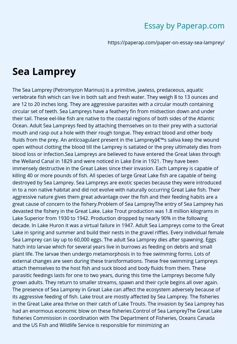 The Sea Lamprey Fish