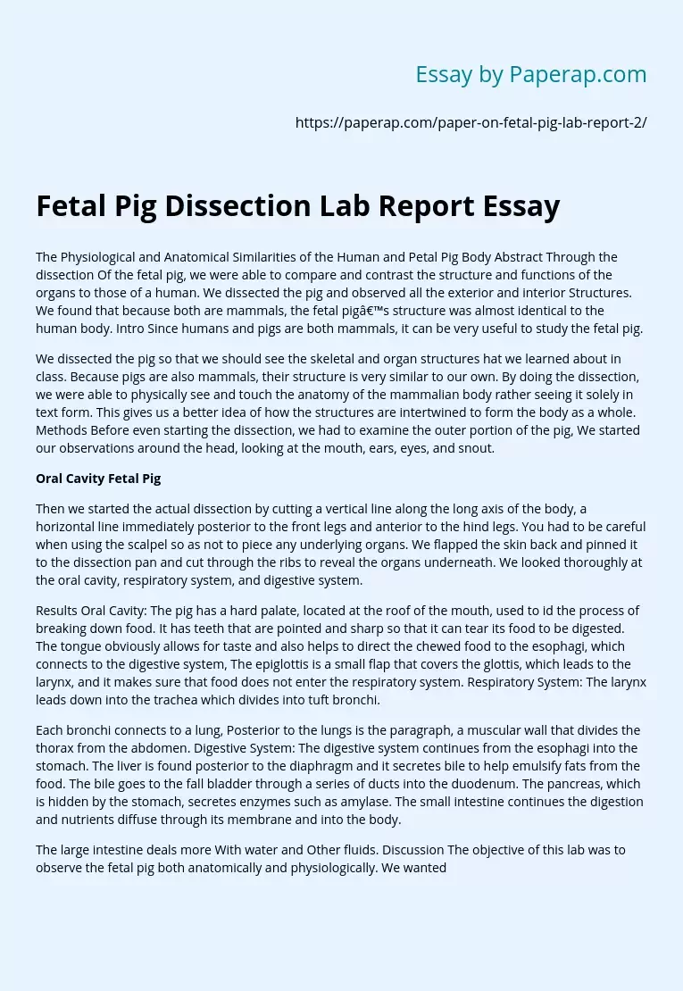 Fetal Pig Dissection Lab Report Essay