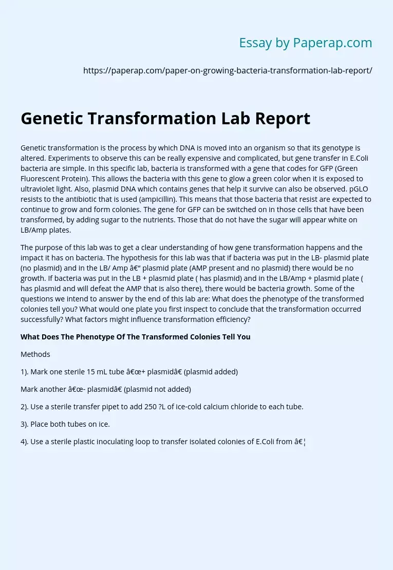 Genetic Transformation Lab Report