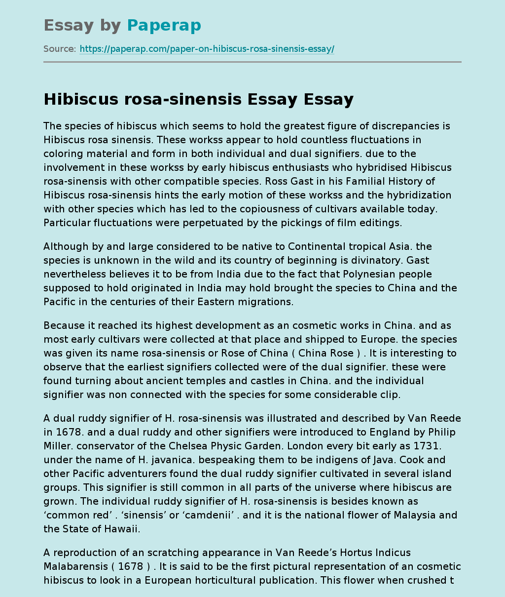 Hibiscus rosa-sinensis Essay