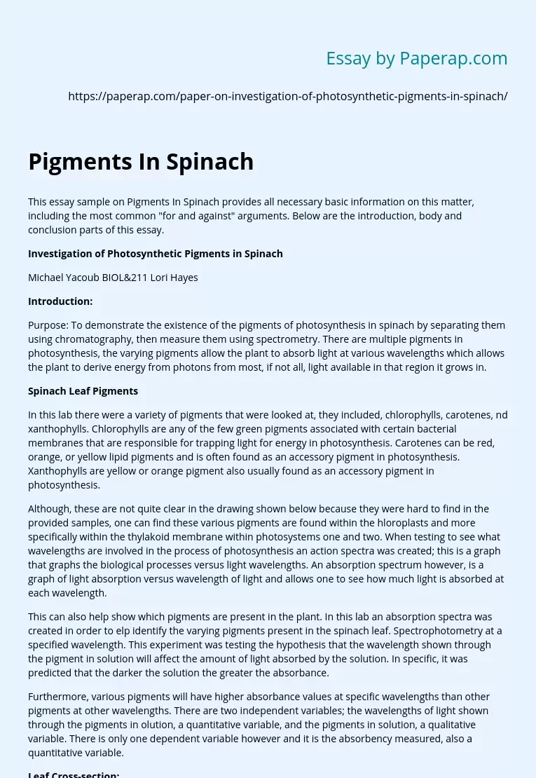 Pigments In Spinach