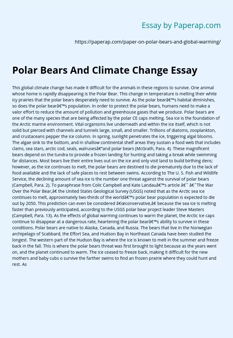 Polar Bears And Climate Change Essay