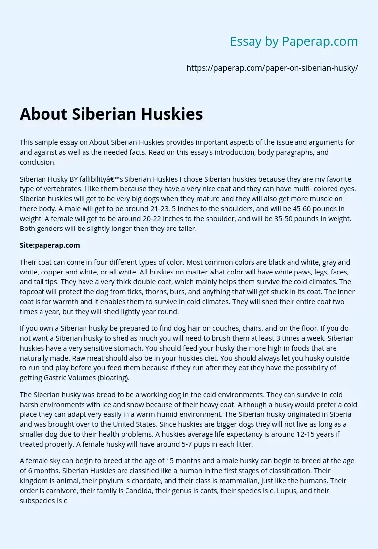 Siberian Husky Faithfully Serves People