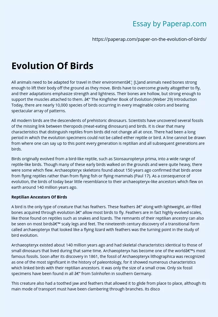 Evolution Of Birds