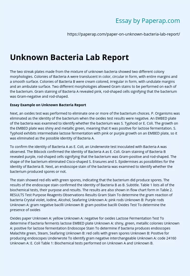 Unknown Bacteria Lab Report
