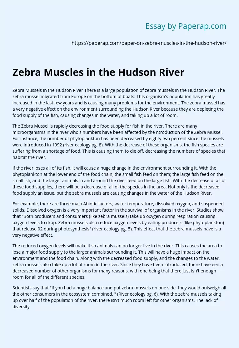 Zebra Muscles in the Hudson River
