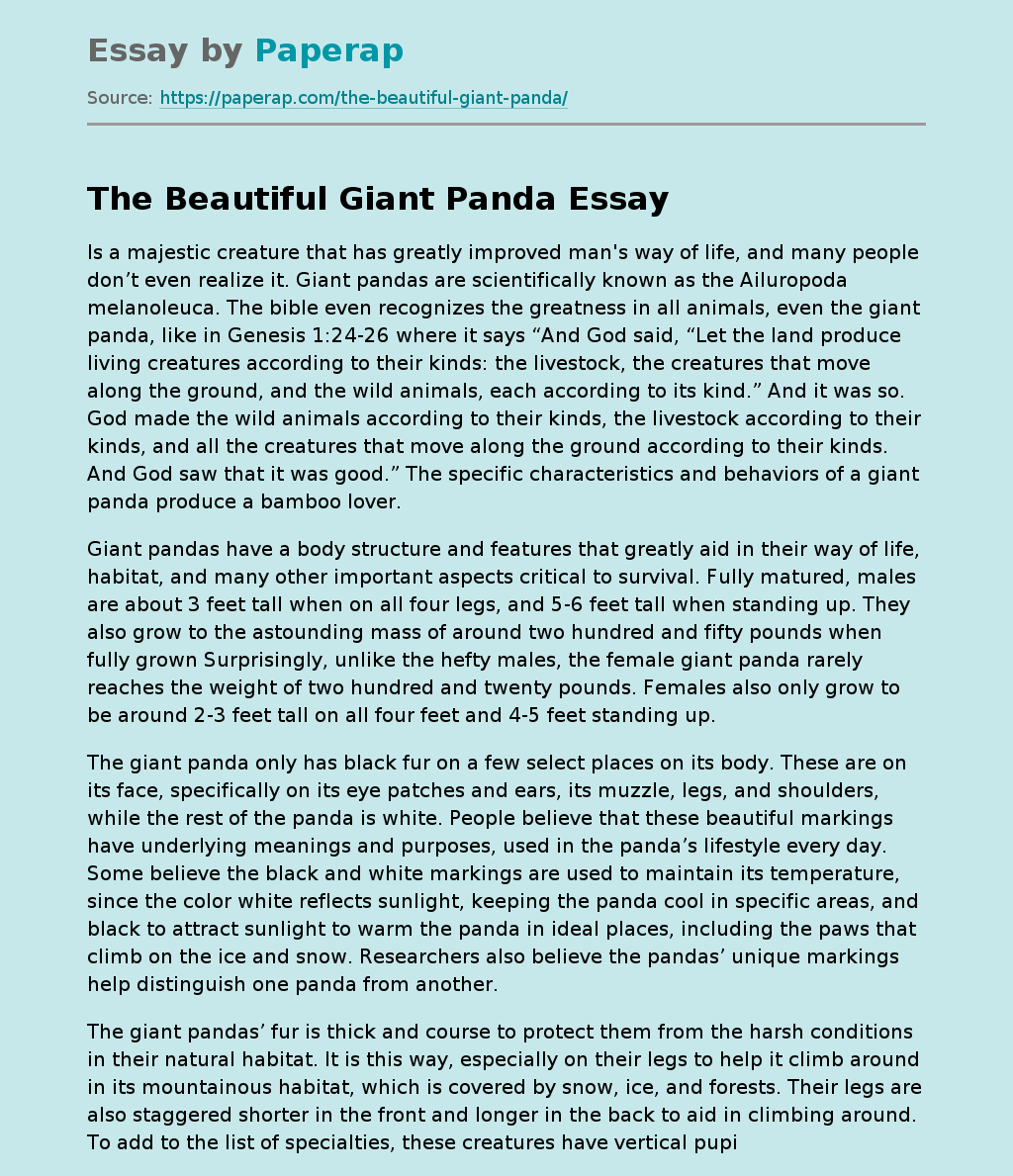 The Beautiful Giant Panda